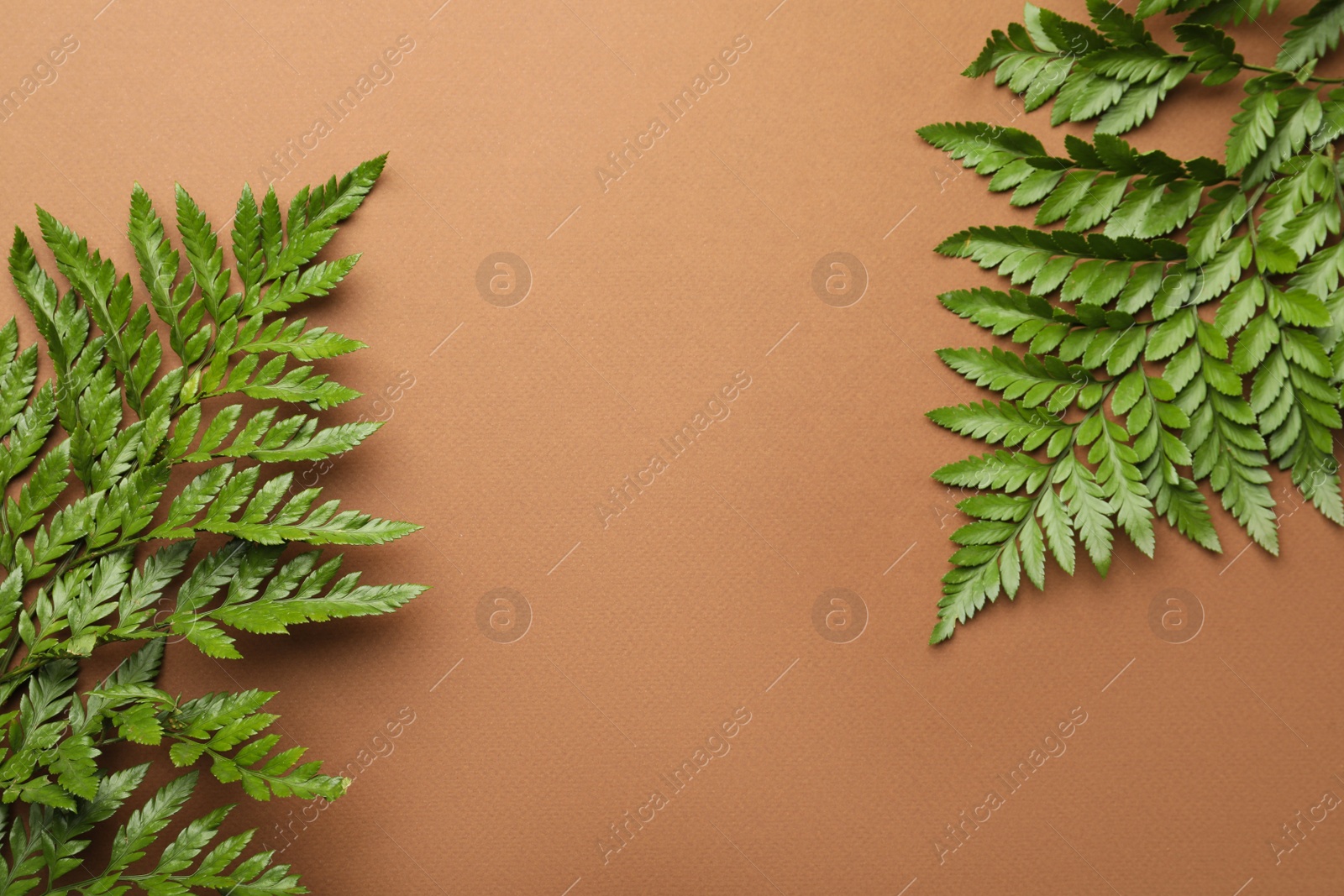 Photo of Beautiful tropical fern leaves on brown background, flat lay. Space for text