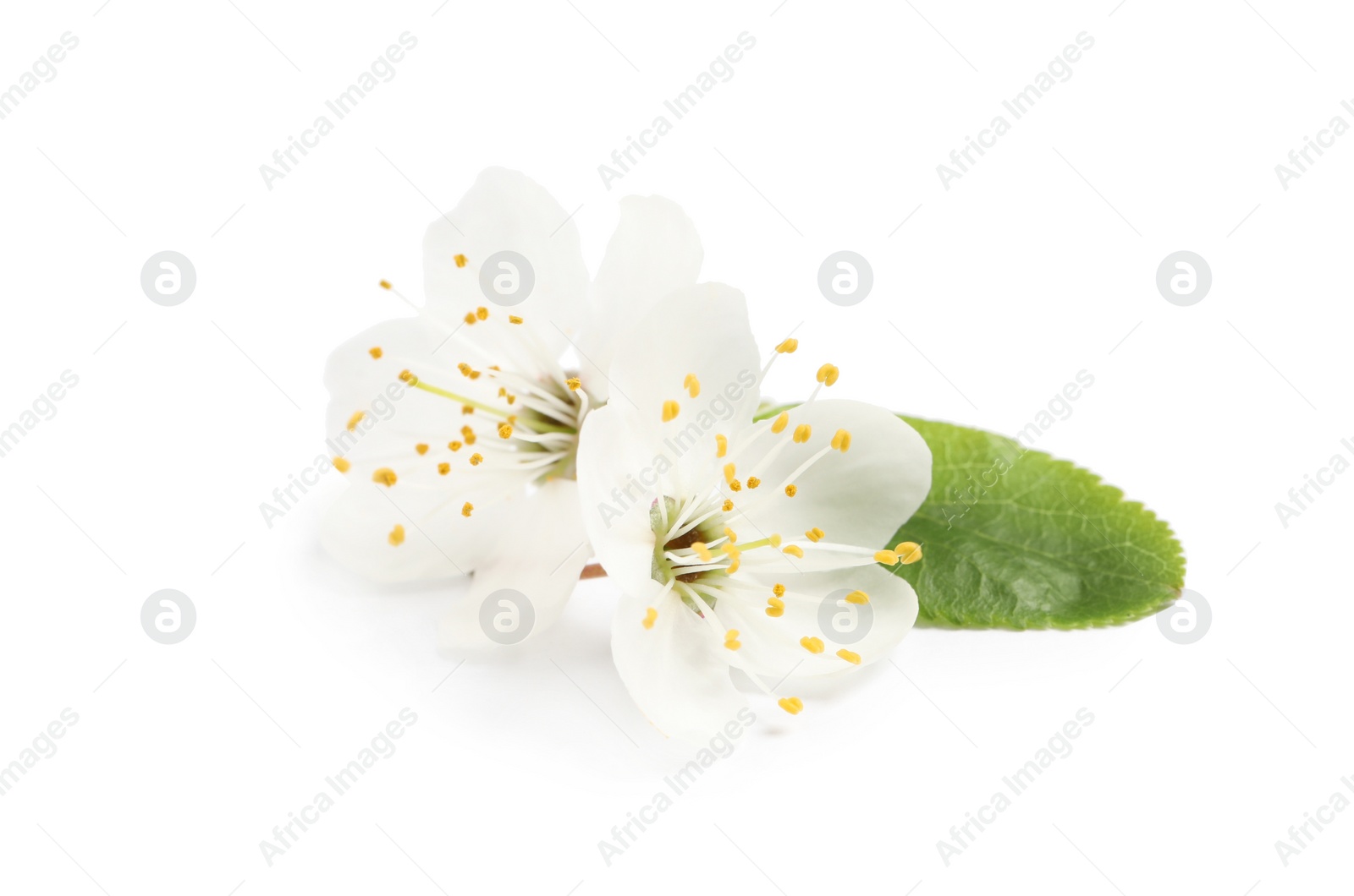 Photo of Beautiful cherry blossoms with green leaf isolated on white