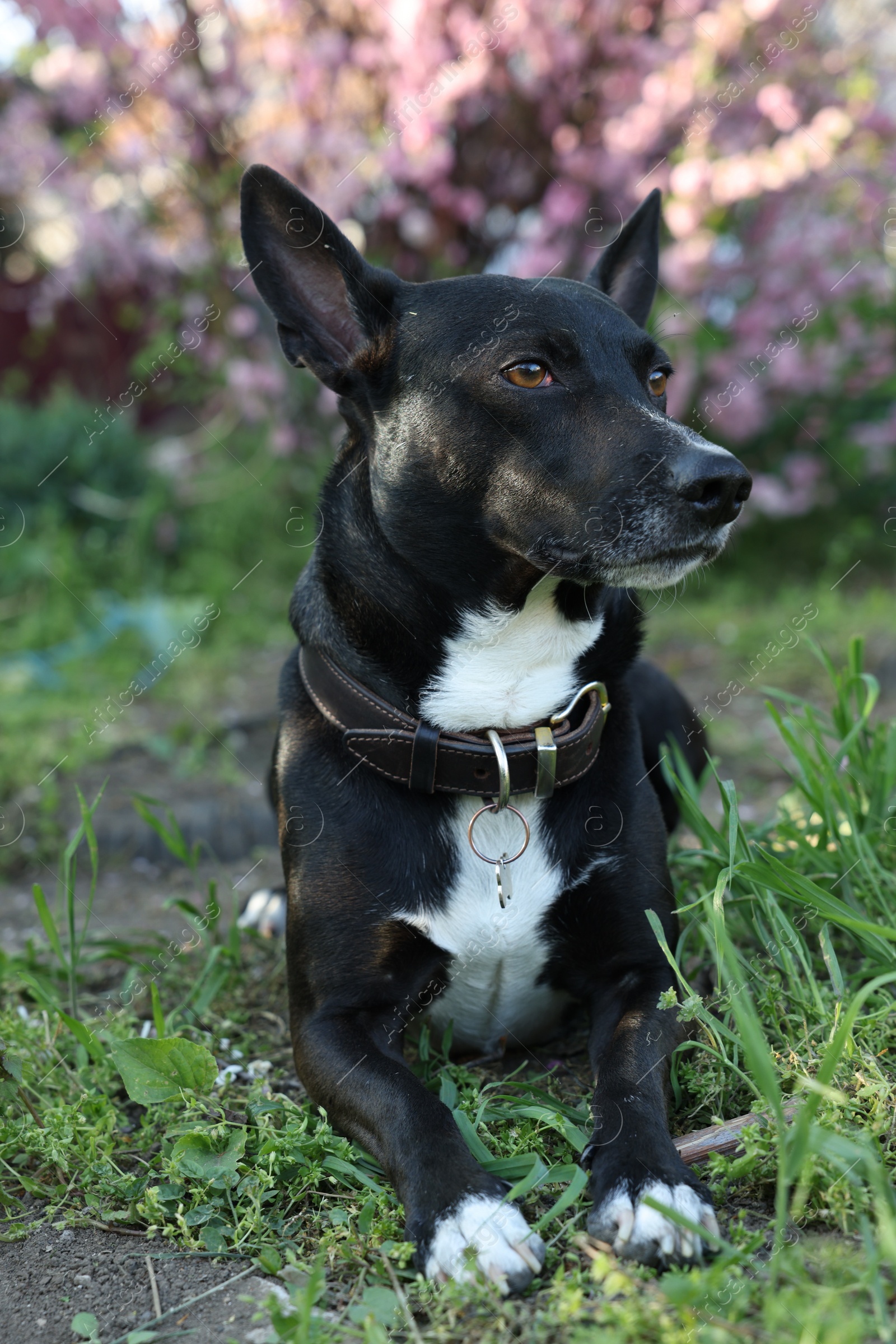 Photo of Cute dog lying on green grass outdoors