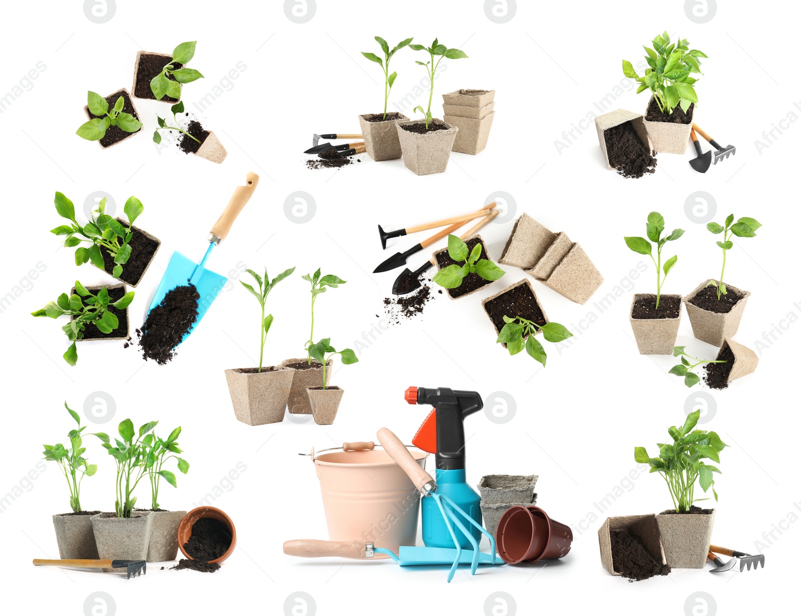 Image of Set of vegetable seedlings and gardening tools on white background