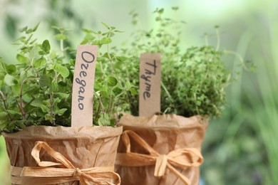 Aromatic potted oregano and thyme on blurred background, closeup view