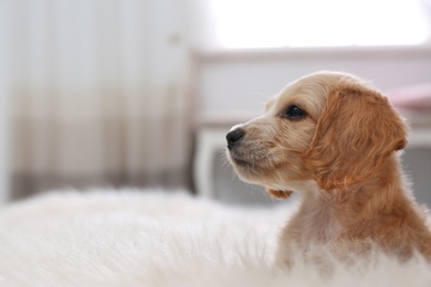 Cute English Cocker Spaniel puppy on fuzzy carpet indoors. Space for text