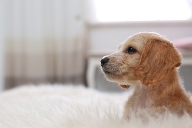 Photo of Cute English Cocker Spaniel puppy on fuzzy carpet indoors. Space for text