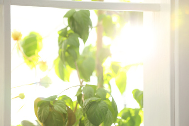 Beautiful view through window on garden in morning