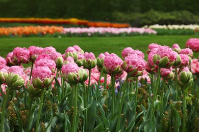 Many beautiful tulip flowers growing in park. Spring season