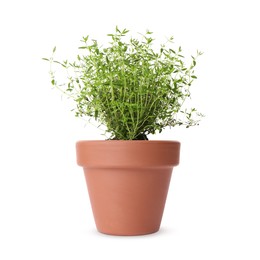 Image of Green thyme in clay pot isolated on white