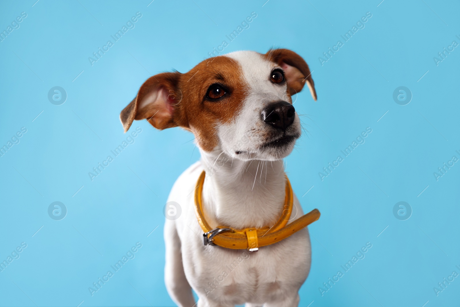 Photo of Adorable Jack Russell terrier with collar on light blue background