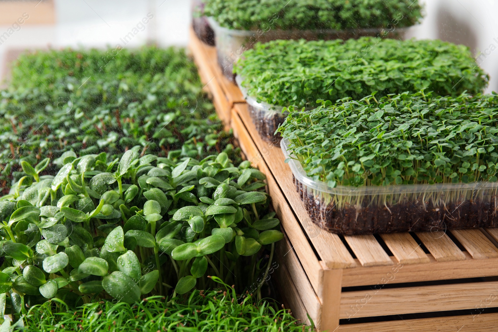 Photo of Fresh organic microgreens assortment near wooden crate, closeup