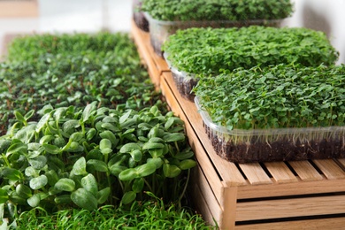 Fresh organic microgreens assortment near wooden crate, closeup