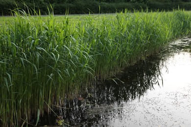 Photo of View of channel with green reeds outdoors