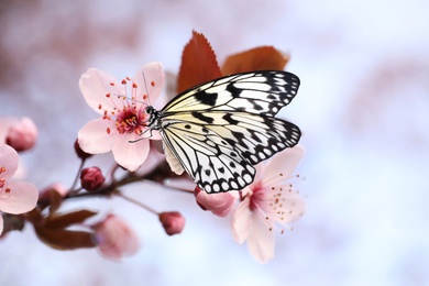 Beautiful rice paper butterfly on blossoming tree branch, closeup