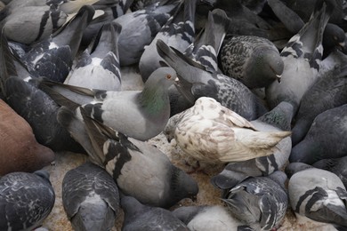 Photo of Flock of doves feeding on city street