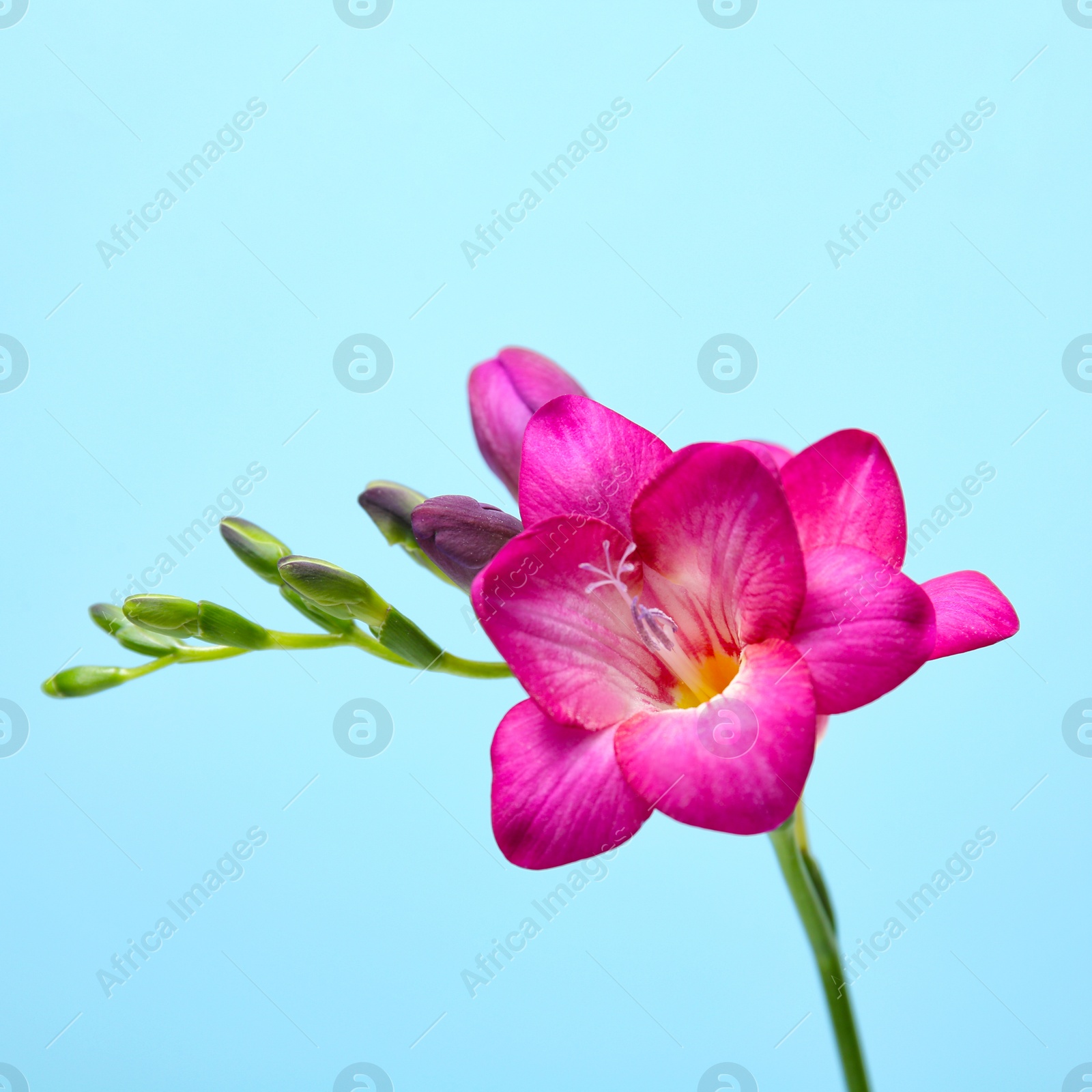 Photo of Beautiful freesia flower on color background