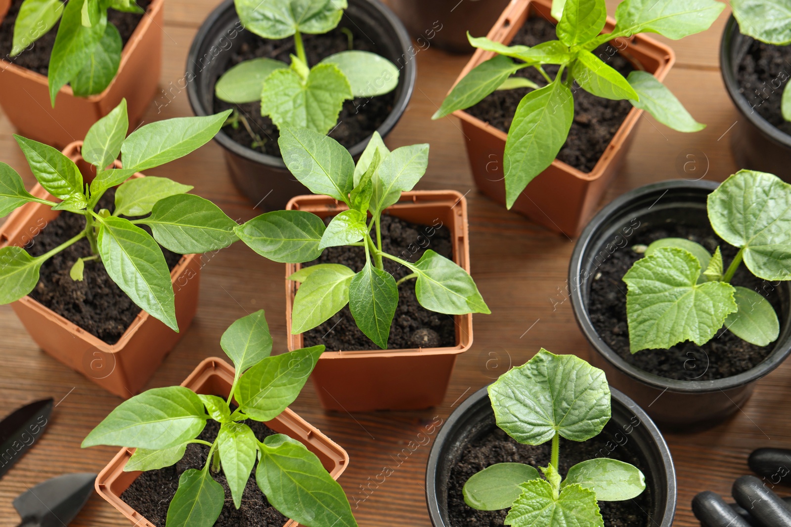 Photo of Seedlings growing in plastic containers with soil on wooden table, above view