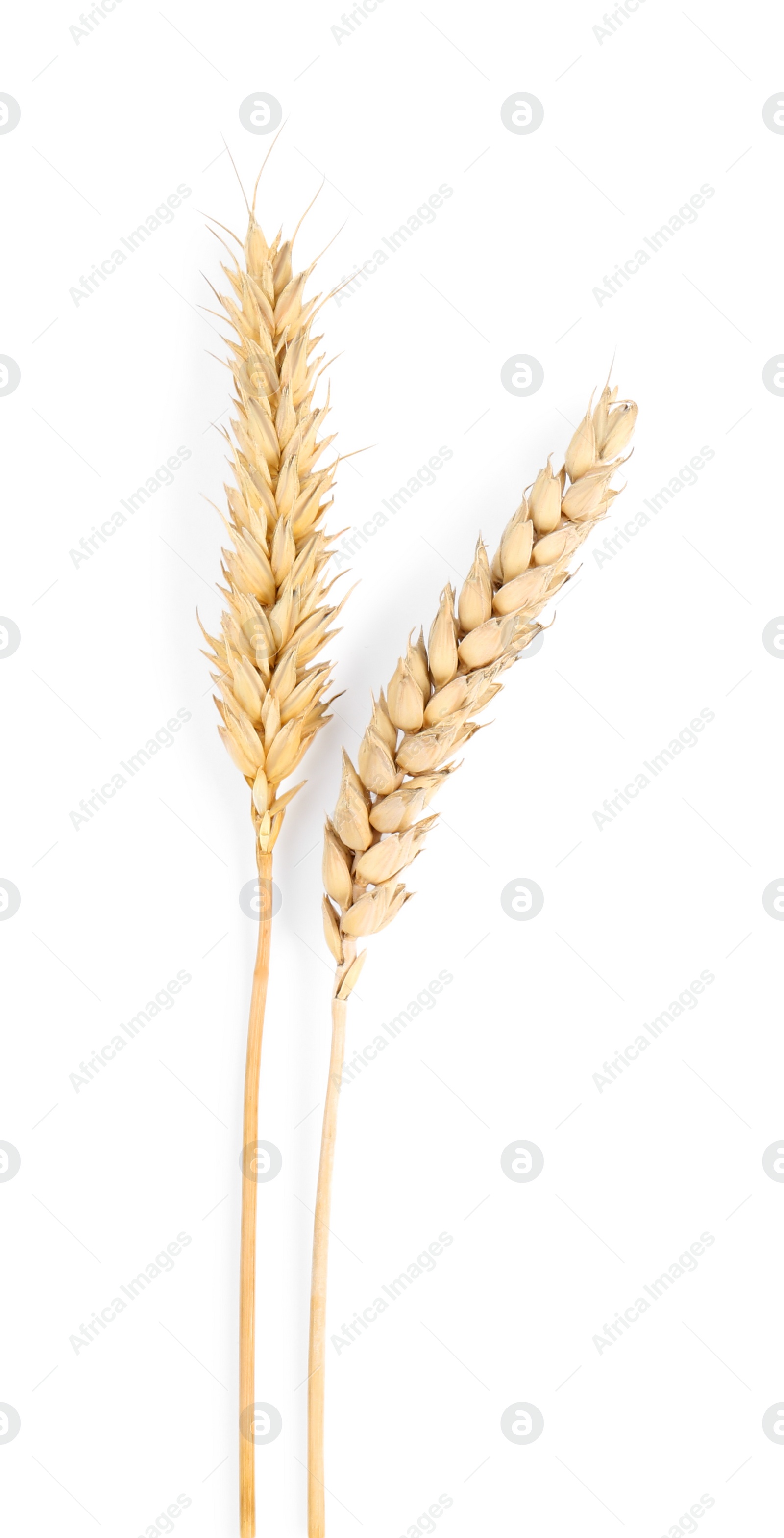 Photo of Dried ears of wheat on white background, top view