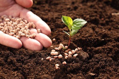 Photo of Man fertilizing soil with growing sprout, closeup