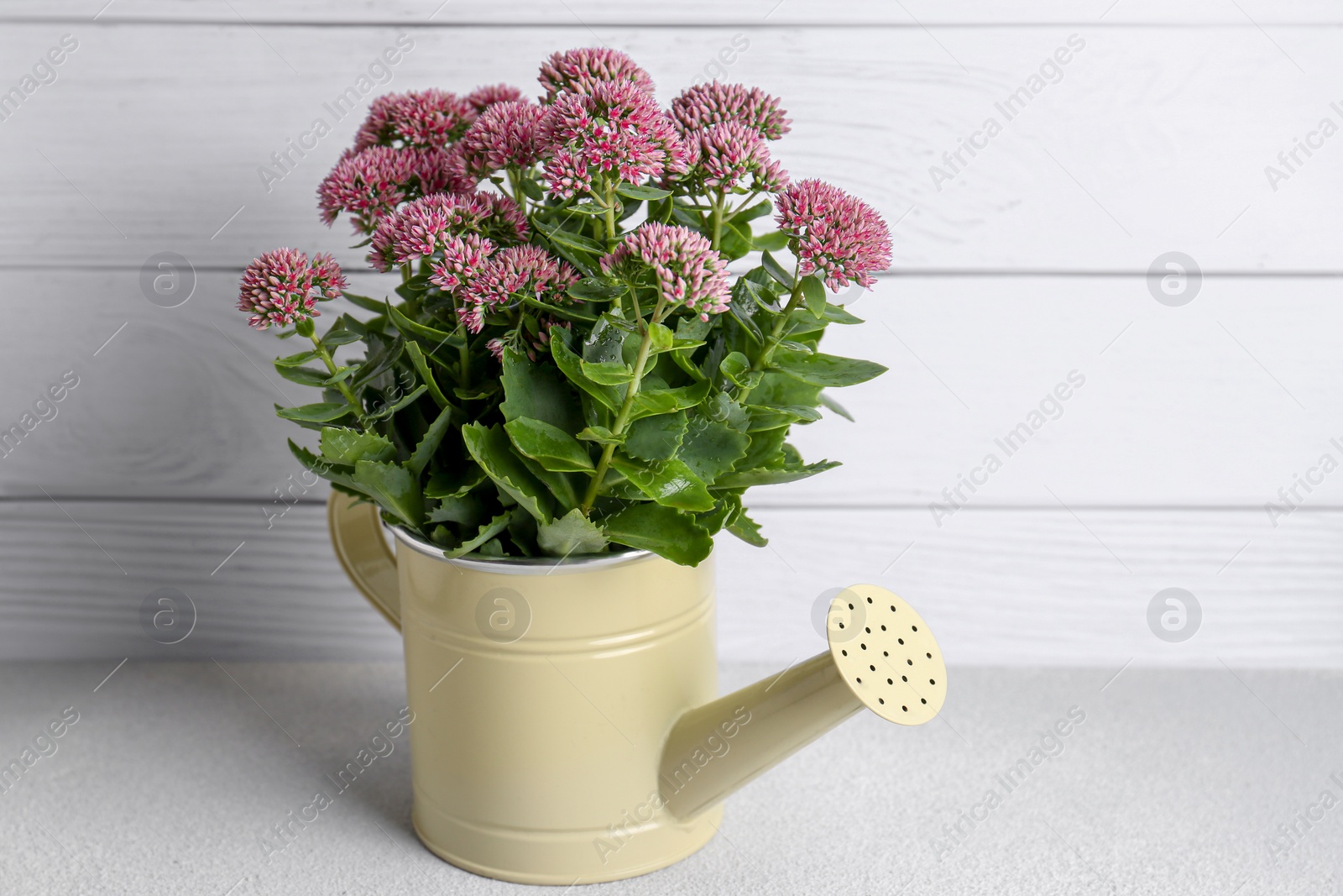 Photo of Beautiful bouquet of pink wildflowers in watering can on white table