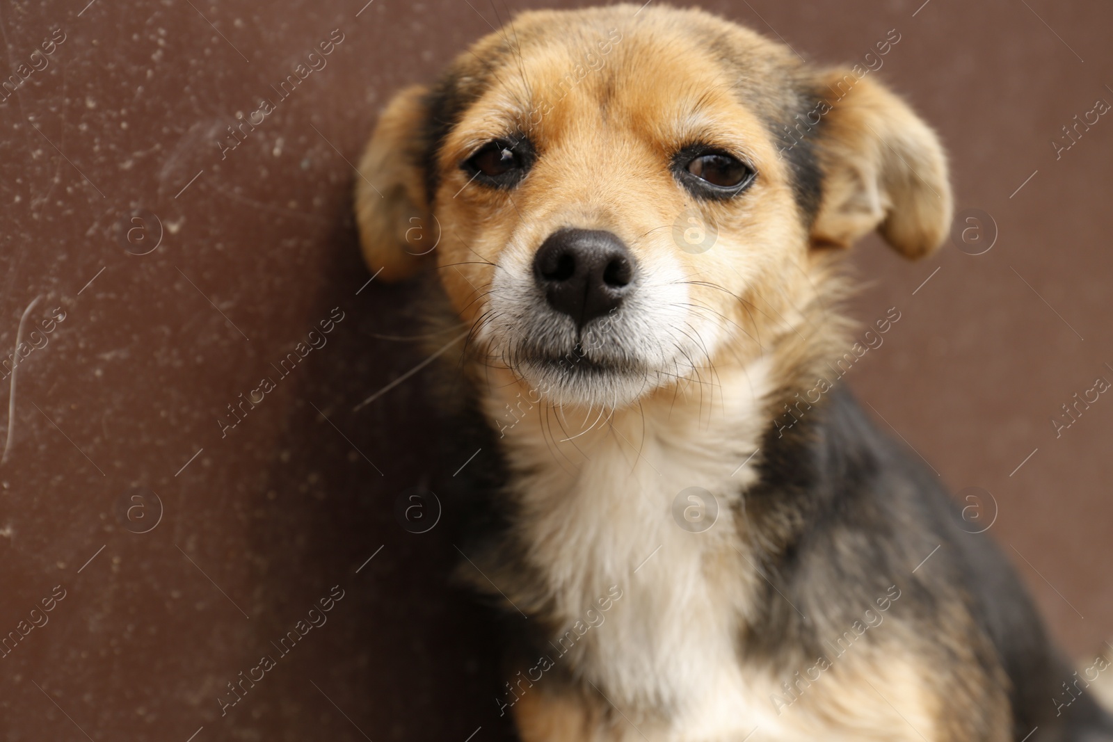 Photo of Stray dog near brown wall, closeup view