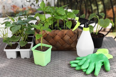 Vegetable seedlings growing in plastic containers with soil, spray bottle and rubber gloves on light gray table
