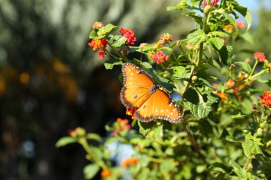 Photo of Beautiful orange Monarch butterfly on plant outdoors, space for text