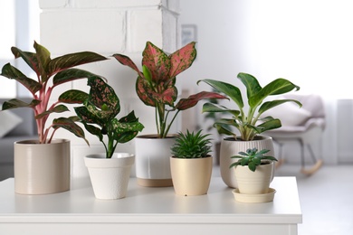 Photo of Collection of exotic houseplants with beautiful leaves indoors