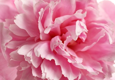 Photo of Fragrant peony as background, closeup view. Beautiful spring flower