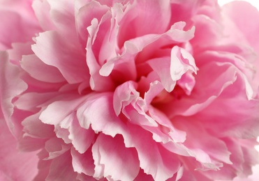 Fragrant peony as background, closeup view. Beautiful spring flower