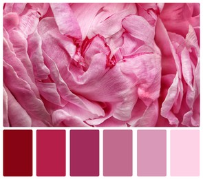 Image of Beautiful pink peony and color palette. Collage