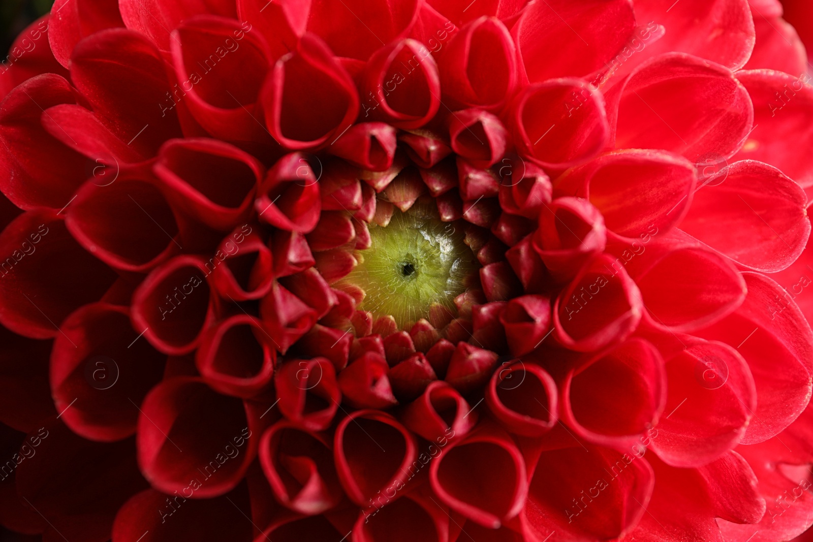 Photo of Beautiful red dahlia flower as background, closeup