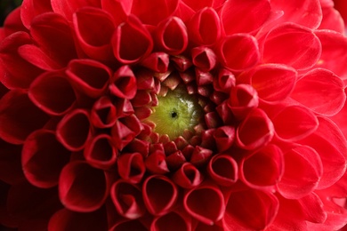 Beautiful red dahlia flower as background, closeup
