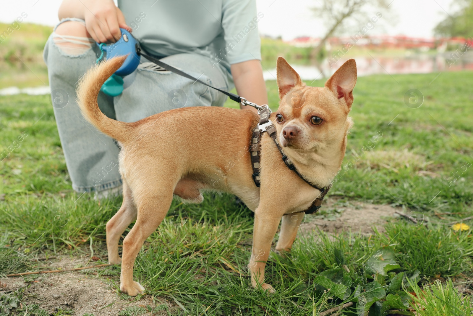 Photo of Woman picking up her dog's poop from green grass in park, closeup