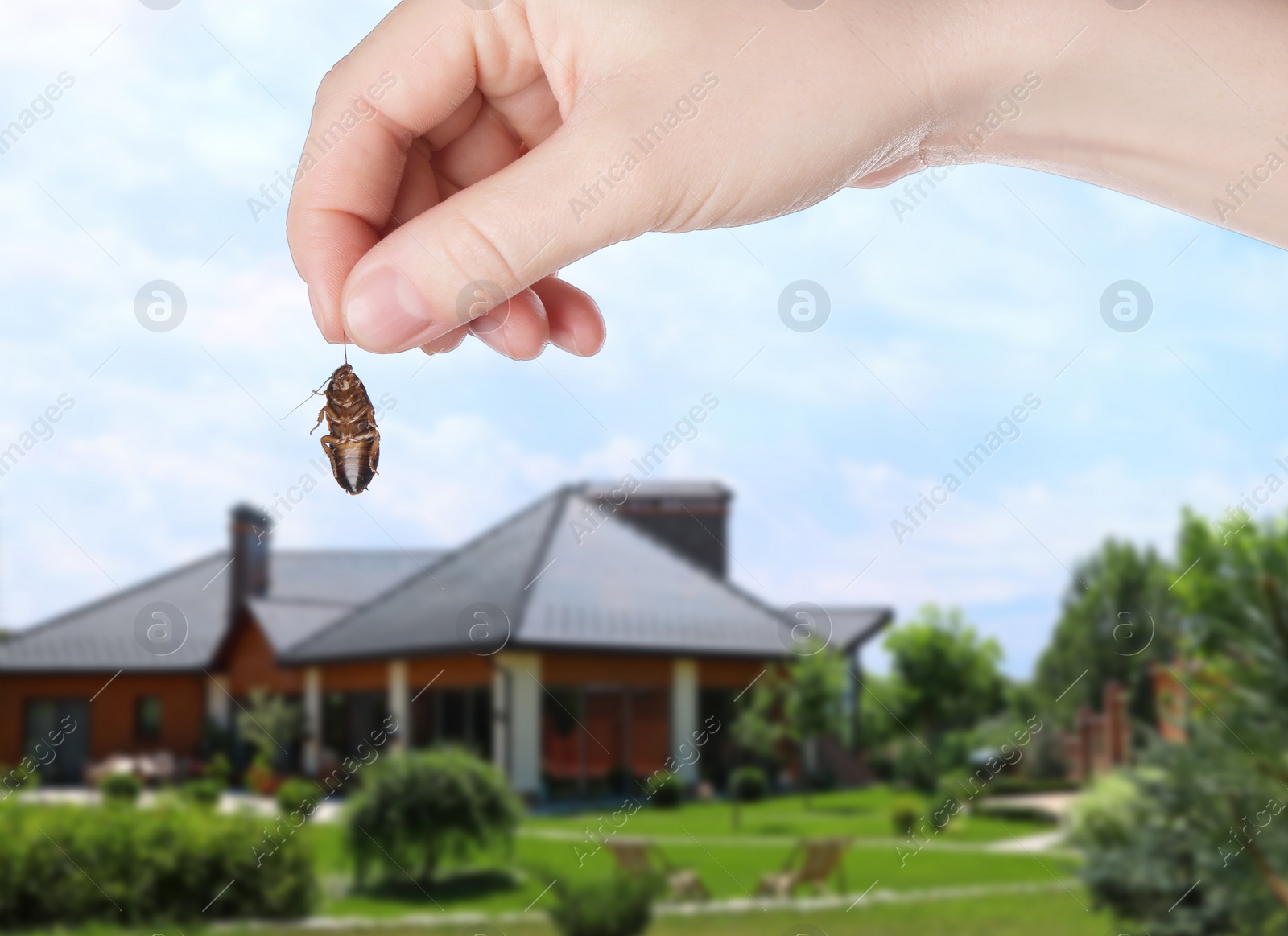 Image of Woman holding dead cockroach and blurred view of modern house on background. Pest control