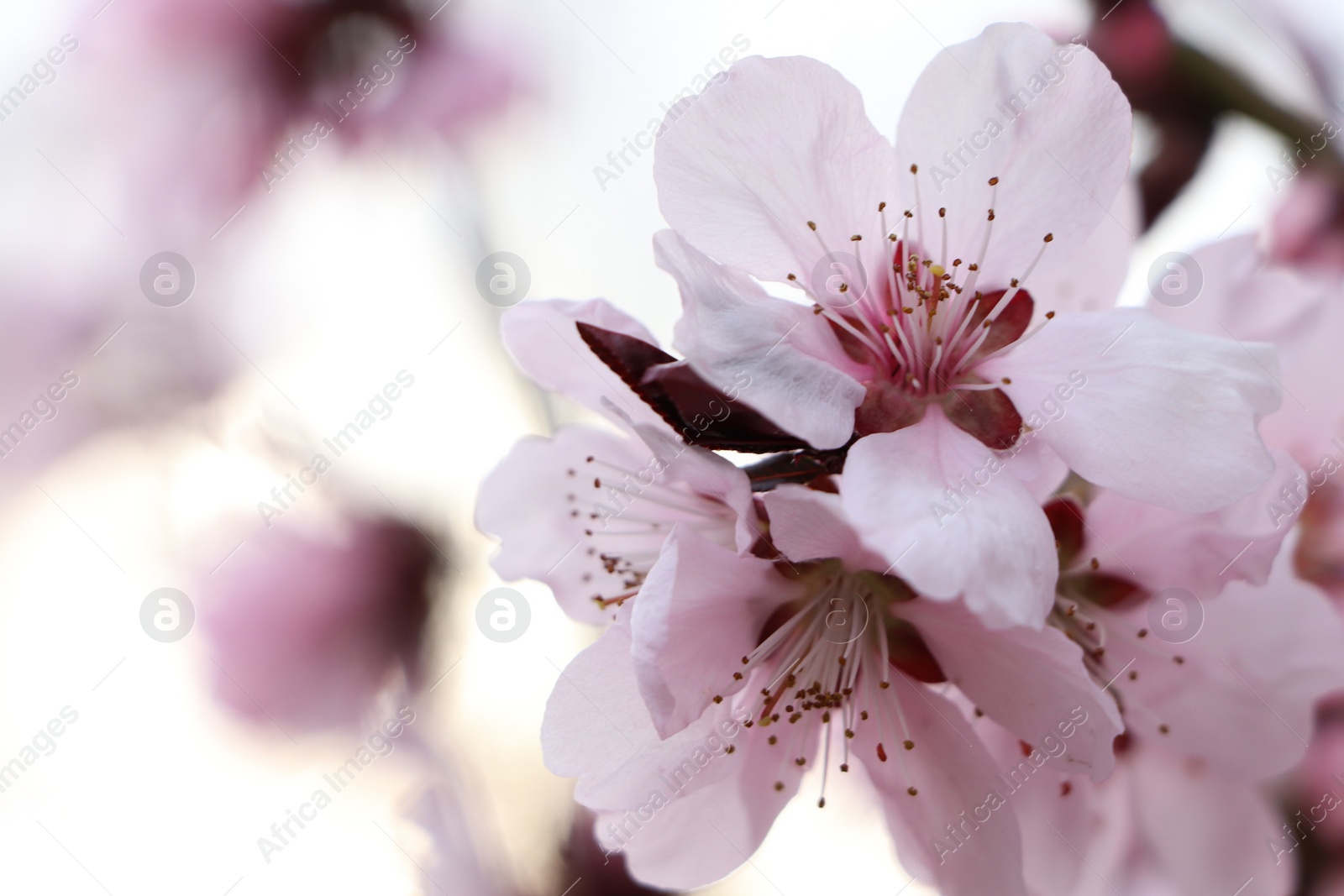 Photo of Amazing spring blossom. Closeup view of cherry tree with beautiful pink flowers outdoors