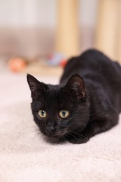 Adorable black cat with beautiful eyes hunting at home