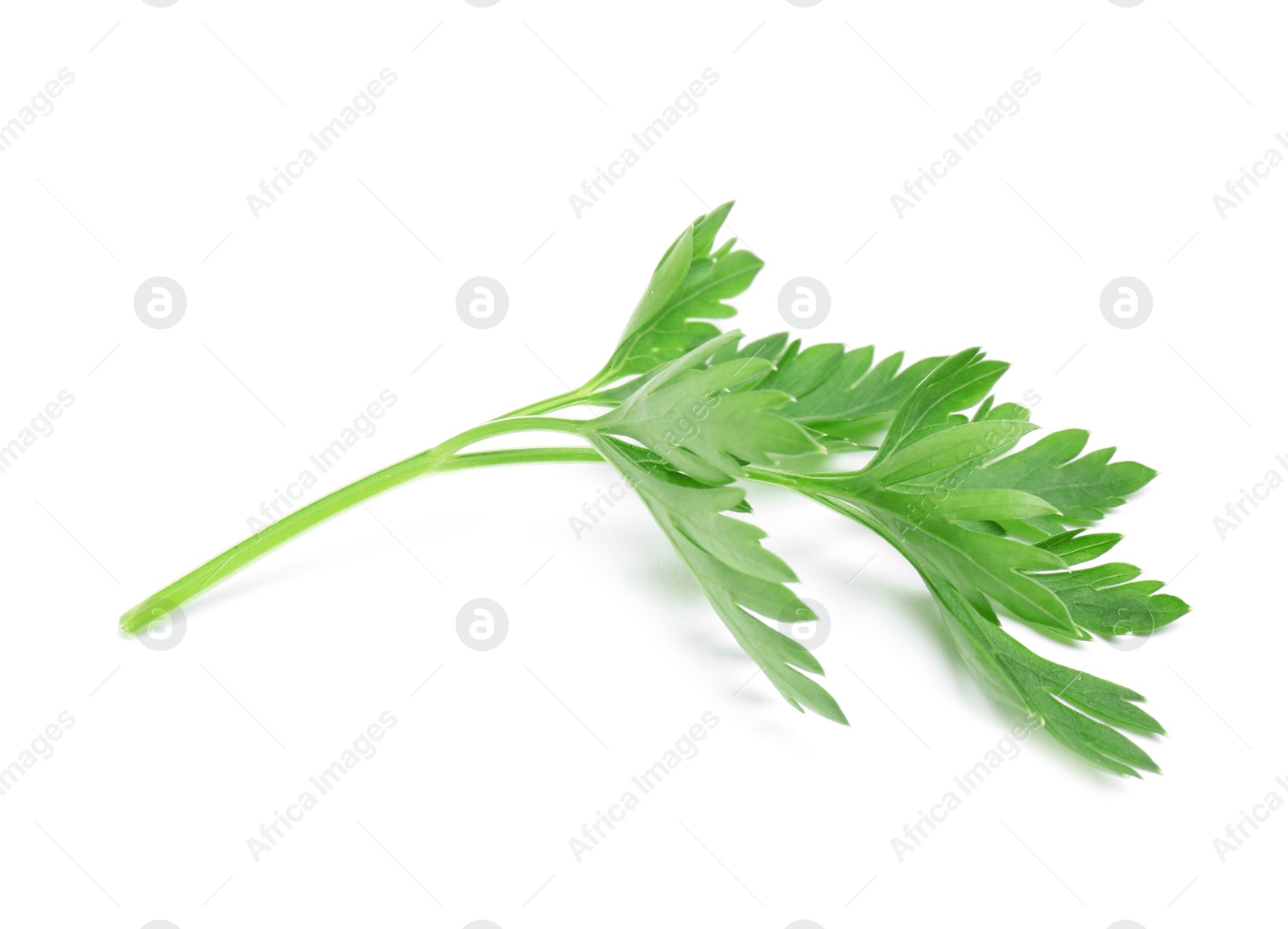 Photo of Leaves of fresh tasty parsley on white background