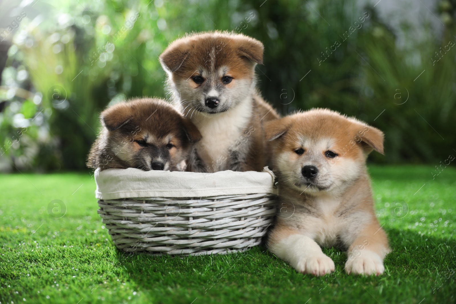 Photo of Cute Akita Inu puppies on green grass outdoors
