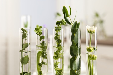 Photo of Closeup view of test tubes with different plants on blurred background