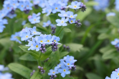 Beautiful forget-me-not flowers growing outdoors, space for text. Spring season