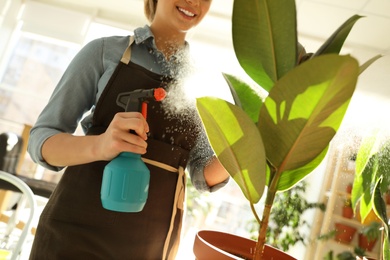 Woman taking care of home plant indoors, closeup