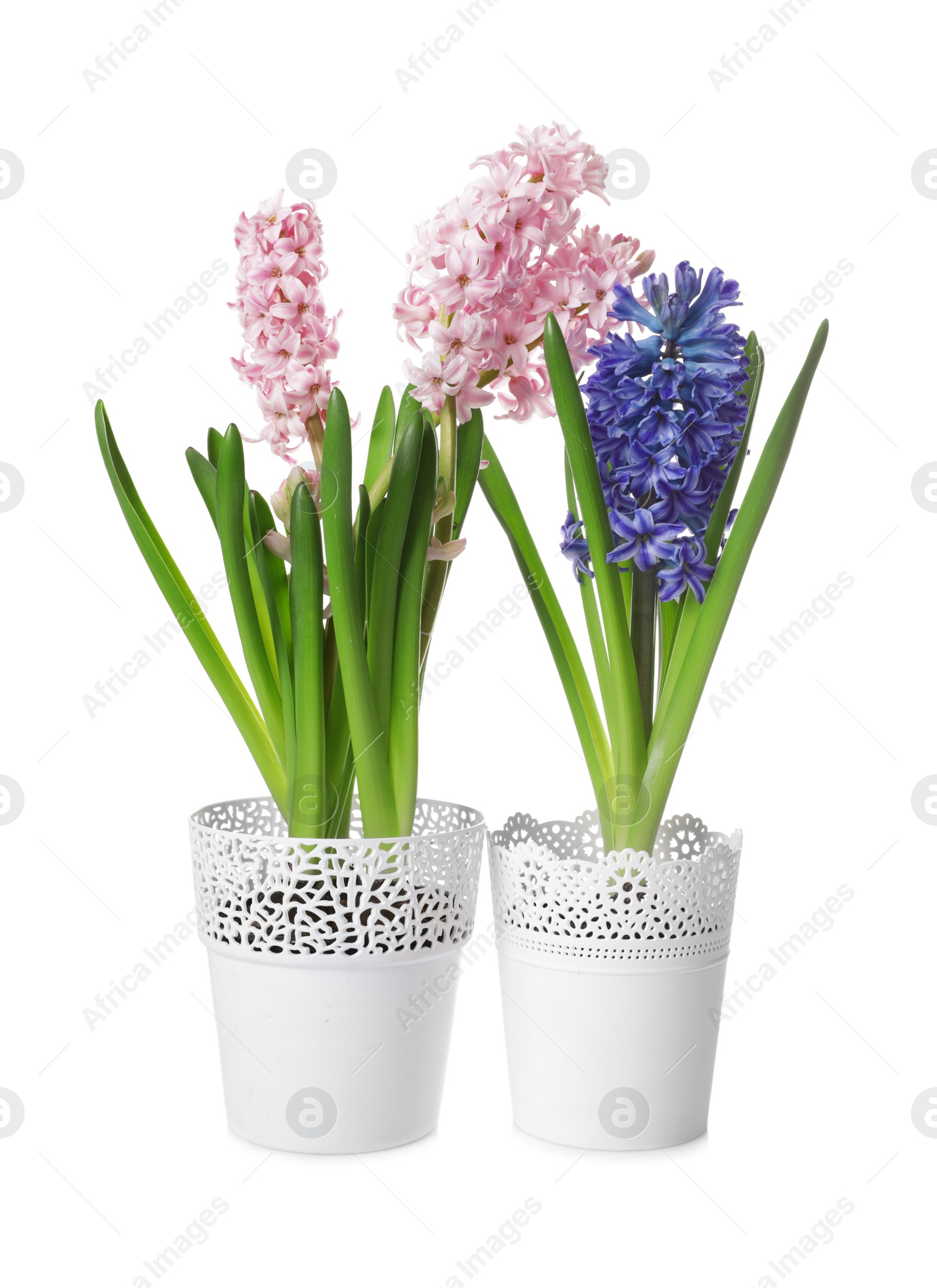 Photo of Beautiful spring hyacinth flowers isolated on white