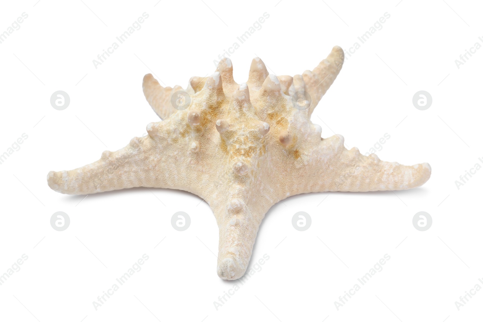 Photo of Beautiful sea star isolated on white. Beach object