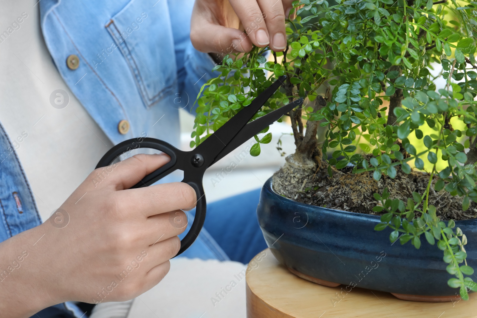 Photo of Woman cutting beautiful Bonsai tree outdoors, closeup