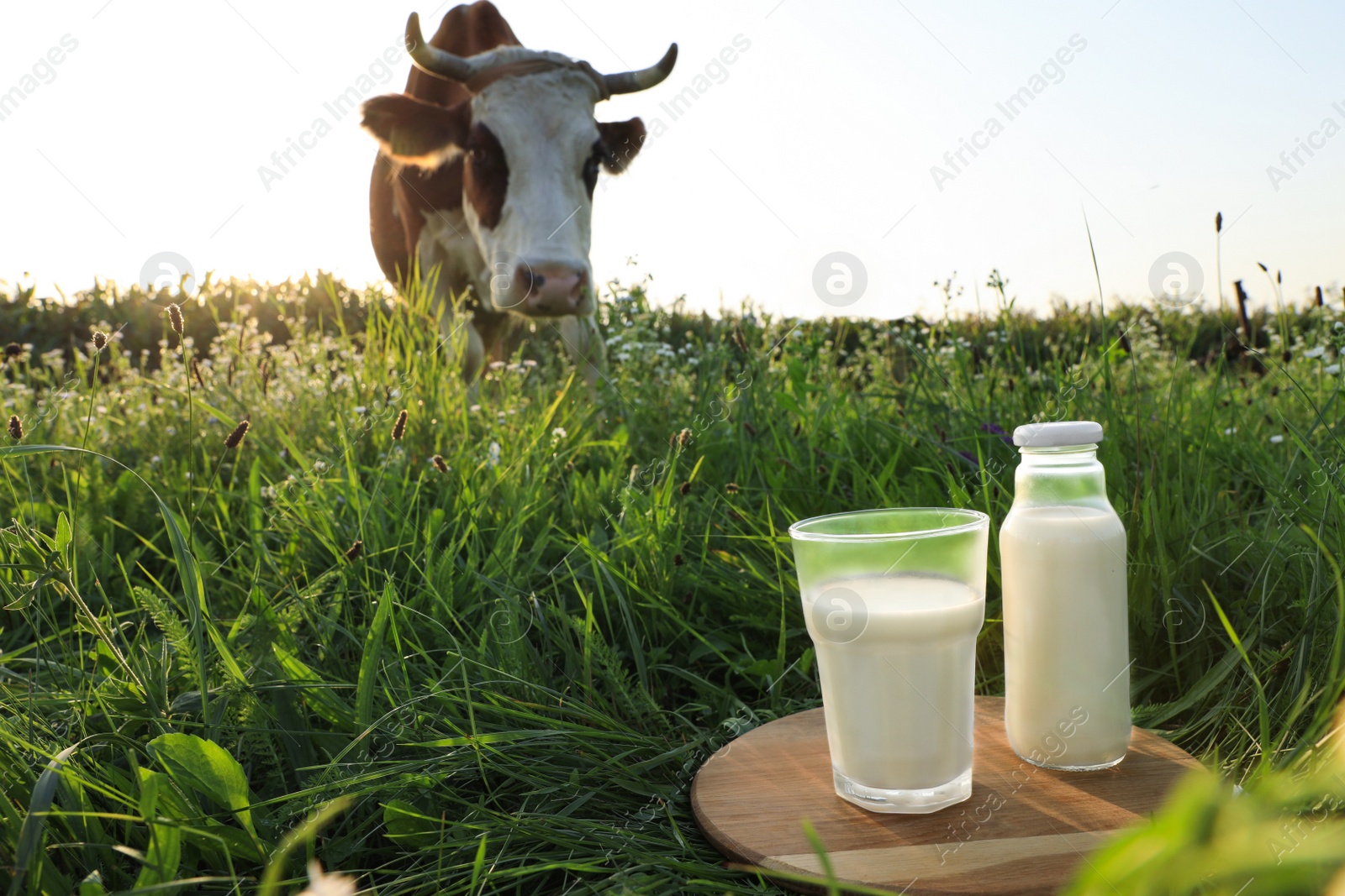 Photo of Glass and bottle of milk on wooden board with cow grazing in meadow