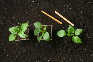 Photo of Green pepper seedlings and gardening tools on soil, flat lay