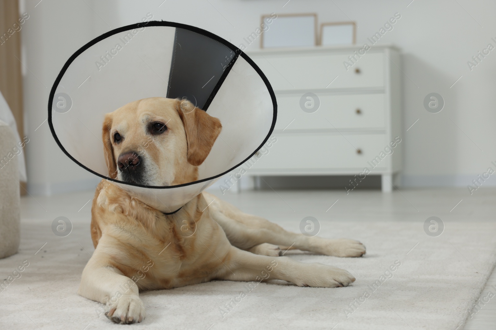 Photo of Cute Labrador Retriever with protective cone collar on floor in room. Space for text