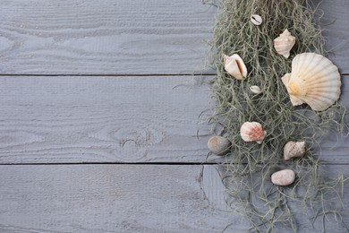 Photo of Beautiful tillandsia plant and seashells on light grey wooden table, flat lay with space for text. House decor
