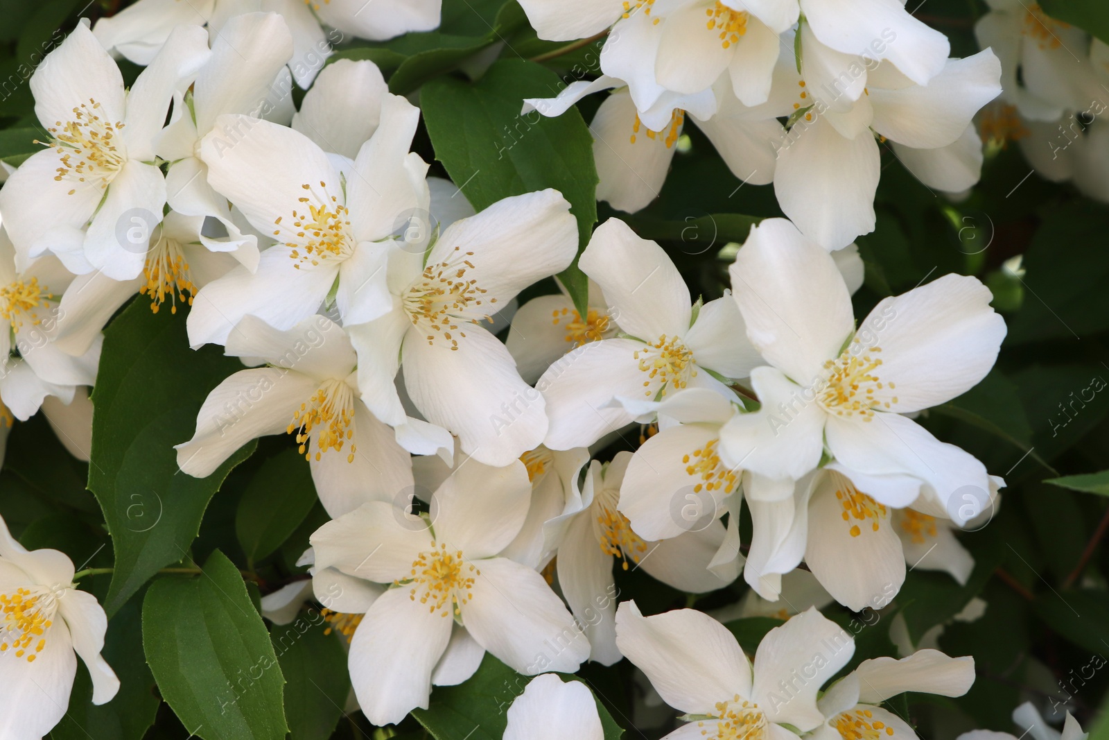 Photo of Closeup view of beautiful blooming white jasmine shrub outdoors