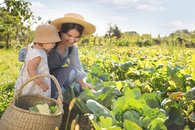 Photo of Mother and daughter harvesting fresh ripe cabbages on farm