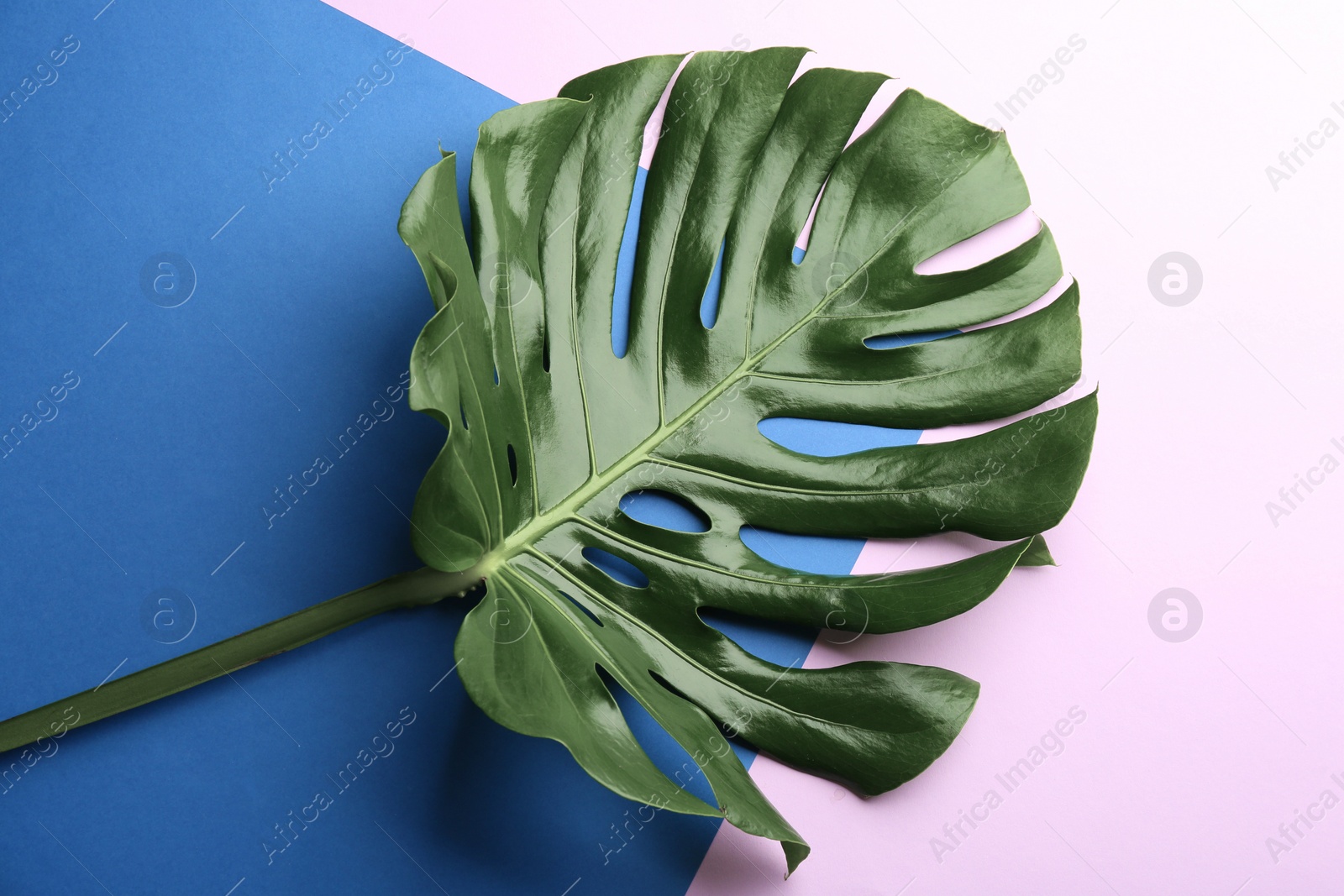 Photo of Beautiful monstera leaf on color background, top view. Tropical plant