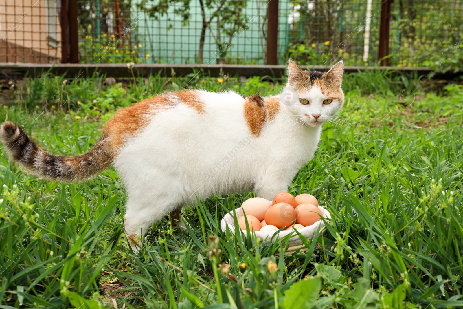 Photo of Cute cat and fresh chicken eggs in basket on green grass outdoors